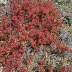 Calytrix tetragona (Common Fringe-myrtle) at Deakin, ACT - 4 Nov 2022 by Jiggy