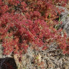 Calytrix tetragona at Deakin, ACT - 4 Nov 2022 02:32 PM