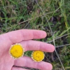 Coronidium scorpioides (Button Everlasting) at Bungendore, NSW - 4 Nov 2022 by clarehoneydove