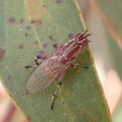 Tapeigaster nigricornis (Striped Sun Fly) at Murrumbateman, NSW - 4 Nov 2022 by SimoneC