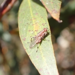 Tapeigaster nigricornis at Murrumbateman, NSW - 4 Nov 2022