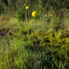 Craspedia variabilis (Common Billy Buttons) at Chisholm, ACT - 4 Nov 2022 by RomanSoroka