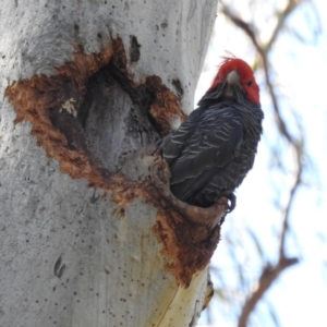 Callocephalon fimbriatum at Acton, ACT - suppressed