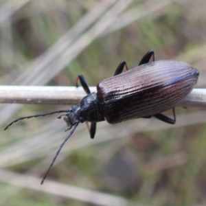 Homotrysis cisteloides at Acton, ACT - 3 Nov 2022