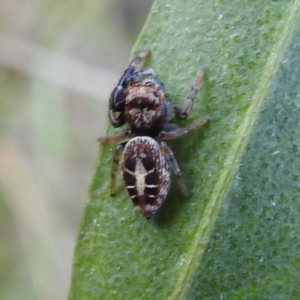 Opisthoncus sexmaculatus at Acton, ACT - 3 Nov 2022 08:54 AM