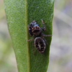 Opisthoncus sexmaculatus at Acton, ACT - 3 Nov 2022 08:54 AM