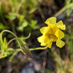 Goodenia pinnatifida (Scrambled Eggs) at Kambah, ACT - 4 Nov 2022 by HelenCross