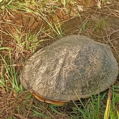 Chelodina longicollis (Eastern Long-necked Turtle) at West Belconnen Pond - 4 Nov 2022 by NNC