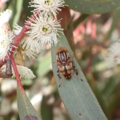 Eristalinus (genus) (A Hover Fly) at Murrumbateman, NSW - 4 Nov 2022 by SimoneC