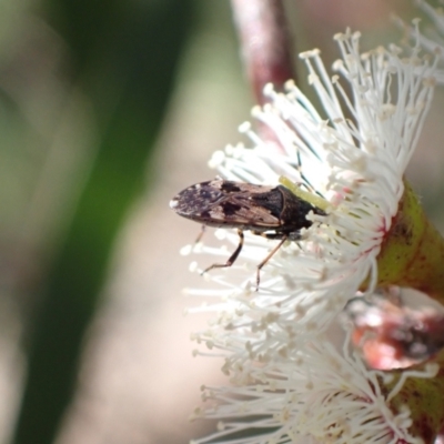 Remaudiereana inornata (A seed bug) at Murrumbateman, NSW - 4 Nov 2022 by SimoneC
