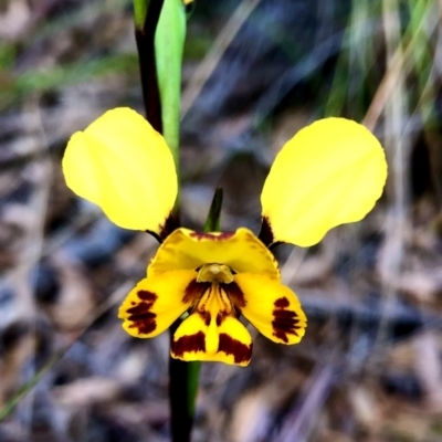 Diuris semilunulata (Late Leopard Orchid) at Urila, NSW - 4 Nov 2022 by JessBelle