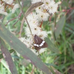 Nyctemera amicus (Senecio Moth, Magpie Moth, Cineraria Moth) at Murrumbateman, NSW - 4 Nov 2022 by SimoneC