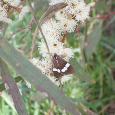 Nyctemera amicus (Senecio Moth, Magpie Moth, Cineraria Moth) at Murrumbateman, NSW - 4 Nov 2022 by SimoneC
