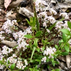 Poranthera microphylla (Small Poranthera) at Tinderry, NSW - 4 Nov 2022 by JessBelle