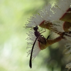 Gasteruption sp. (genus) (Gasteruptiid wasp) at Murrumbateman, NSW - 4 Nov 2022 by SimoneC