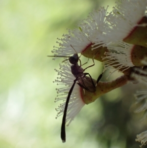 Gasteruption sp. (genus) at Murrumbateman, NSW - 4 Nov 2022