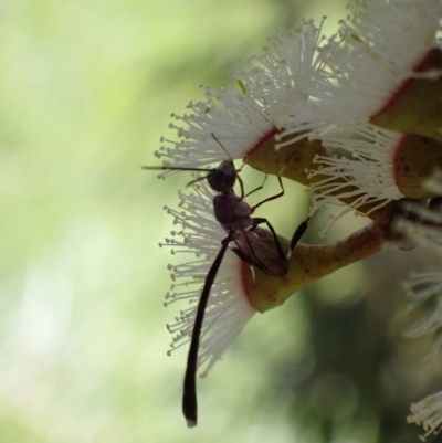 Gasteruption sp. (genus) (Gasteruptiid wasp) at Murrumbateman, NSW - 4 Nov 2022 by SimoneC
