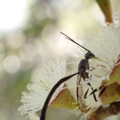 Gasteruption sp. (genus) at Murrumbateman, NSW - 4 Nov 2022 12:13 PM