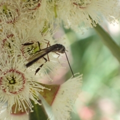 Gasteruption sp. (genus) at Murrumbateman, NSW - 4 Nov 2022 12:13 PM