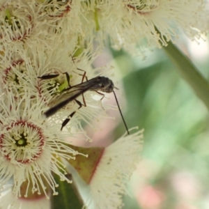 Gasteruption sp. (genus) at Murrumbateman, NSW - 4 Nov 2022 12:13 PM