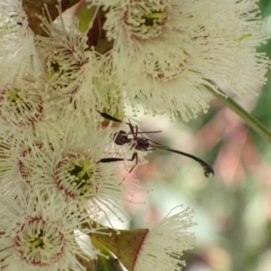 Gasteruption sp. (genus) at Murrumbateman, NSW - 4 Nov 2022 12:13 PM