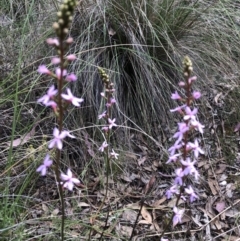 Stylidium (genus) (Trigger Plant) at Burra, NSW - 4 Nov 2022 by JessBelle