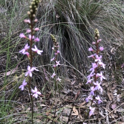 Stylidium sp. (Trigger Plant) at Burra, NSW - 4 Nov 2022 by JessBelle