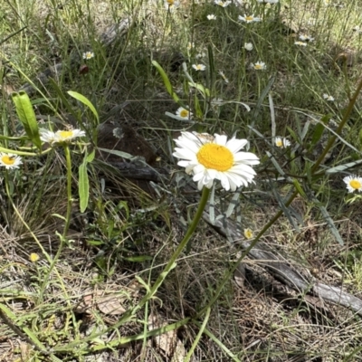 Brachyscome diversifolia var. diversifolia (Large-headed Daisy) at Watson, ACT - 3 Nov 2022 by Pirom