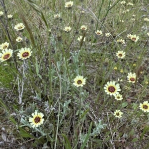 Tolpis barbata at Hackett, ACT - 30 Oct 2022