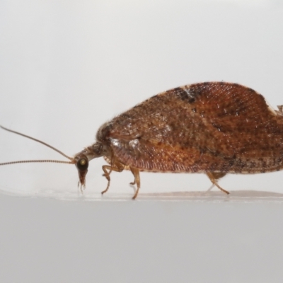 Drepanacra binocula (Notched brown lacewing) at Evatt, ACT - 3 Nov 2022 by TimL