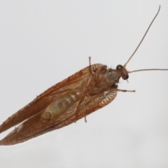 Drepanacra binocula at Evatt, ACT - 3 Nov 2022 03:53 PM