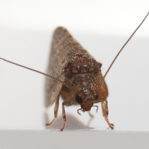 Drepanacra binocula at Evatt, ACT - 3 Nov 2022 03:53 PM