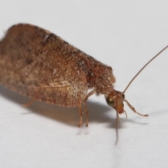 Drepanacra binocula at Evatt, ACT - 3 Nov 2022 03:53 PM