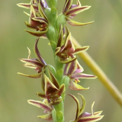 Prasophyllum appendiculatum (Tailed Leek Orchid) at Glenquarry, NSW - 4 Nov 2022 by Snowflake