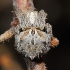 Backobourkia brounii (Broun's orb weaver) at Evatt, ACT - 27 Oct 2022 by TimL