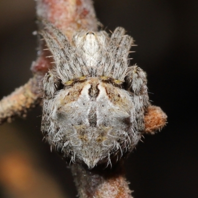 Backobourkia brounii (Broun's orb weaver) at Evatt, ACT - 27 Oct 2022 by TimL