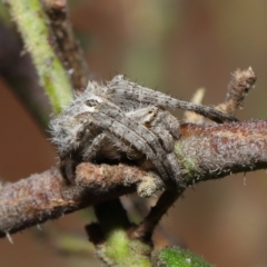 Backobourkia brounii at Evatt, ACT - 27 Oct 2022