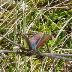 Paralucia spinifera (Bathurst or Purple Copper Butterfly) at Booth, ACT - 19 Sep 2022 by Sherwood