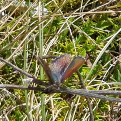 Paralucia spinifera (Bathurst or Purple Copper Butterfly) at Booth, ACT - 19 Sep 2022 by Sherwood