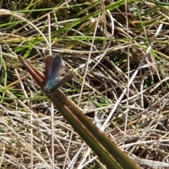 Paralucia spinifera (Bathurst or Purple Copper Butterfly) at suppressed - 5 Sep 2022 by Sherwood