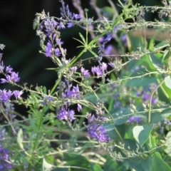 Veronica perfoliata (Digger's Speedwell) at Wodonga, VIC - 4 Nov 2022 by KylieWaldon