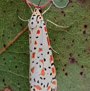 Utetheisa lotrix at Gundaroo, NSW - 4 Nov 2022