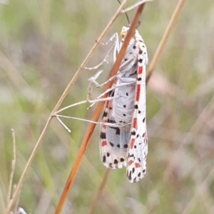 Utetheisa lotrix at Gundaroo, NSW - 4 Nov 2022