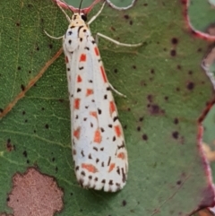 Utetheisa lotrix at Gundaroo, NSW - 4 Nov 2022