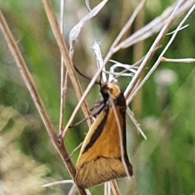 Philobota undescribed species near arabella (A concealer moth) at Gundaroo, NSW - 4 Nov 2022 by Gunyijan