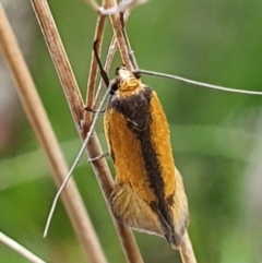 Philobota undescribed species near arabella at Gundaroo, NSW - 4 Nov 2022