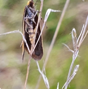 Philobota undescribed species near arabella at Gundaroo, NSW - 4 Nov 2022