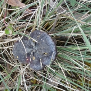 Sanguinoderma rude at Borough, NSW - suppressed