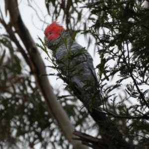 Callocephalon fimbriatum at Borough, NSW - 4 Nov 2022