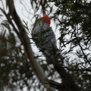 Callocephalon fimbriatum at Borough, NSW - 4 Nov 2022